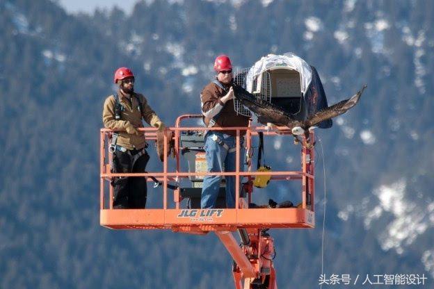 讓老鷹告訴你如何避免風(fēng)力發(fā)電機(jī)遇鳥(niǎo)擊「中電聯(lián)課程」